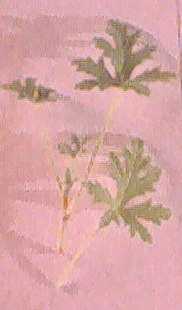 Geranium Egyptian 